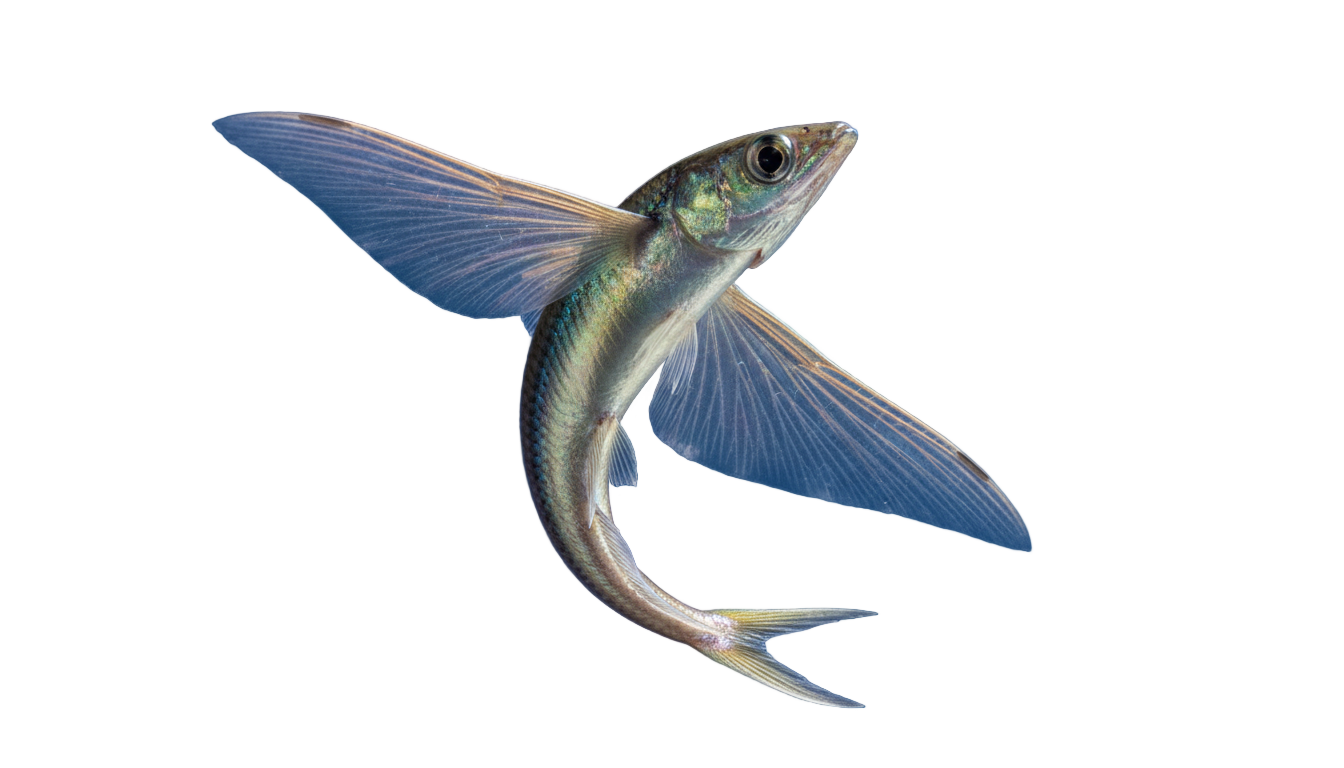 flying fish png PNG transparent background