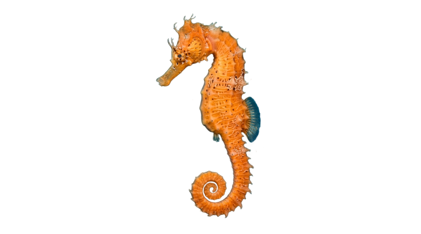 seahorse clipart png PNG transparent background