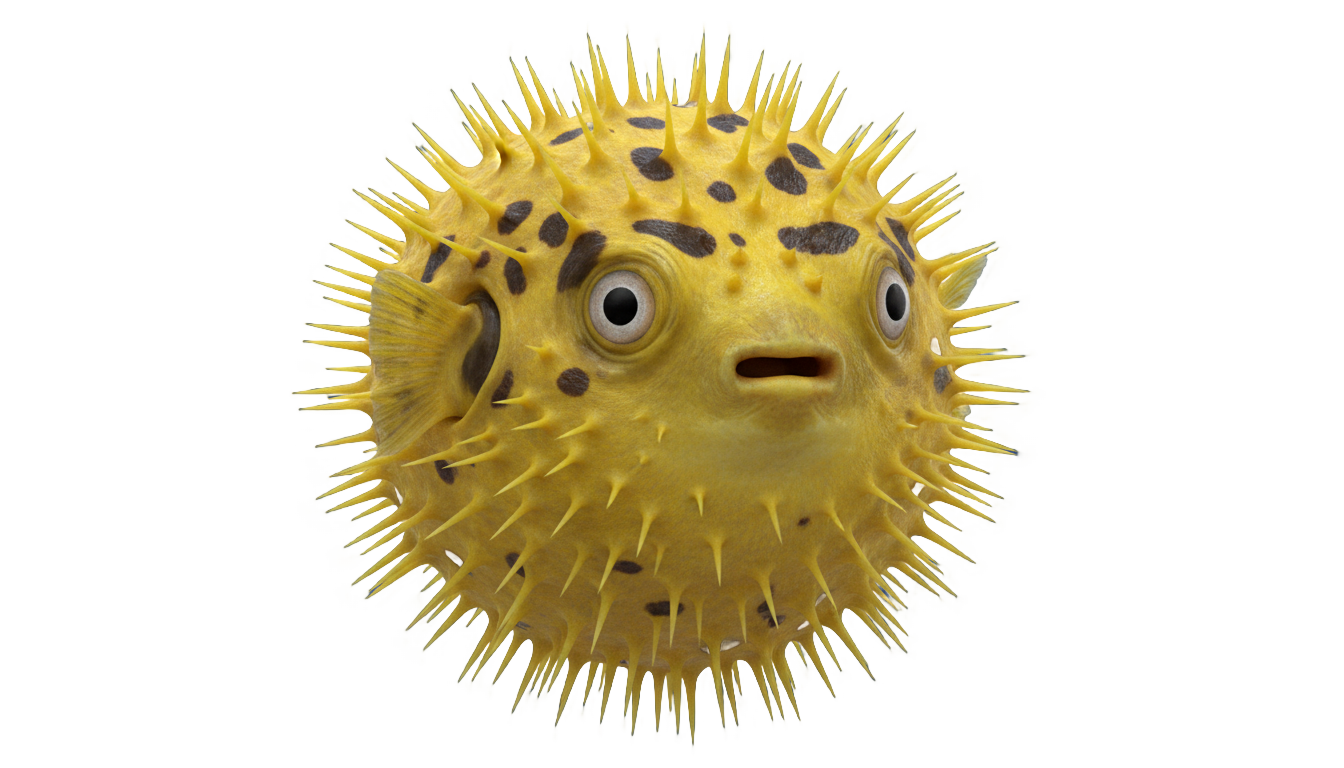 puffer fish png PNG transparent background