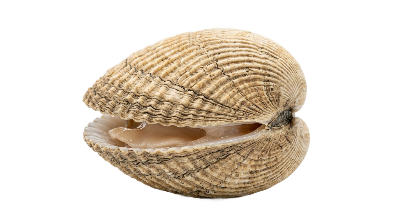 clam clipart png PNG transparent background