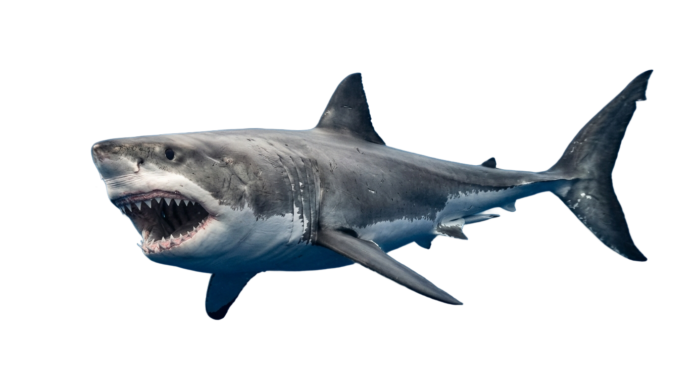 shark 3d png PNG transparent background