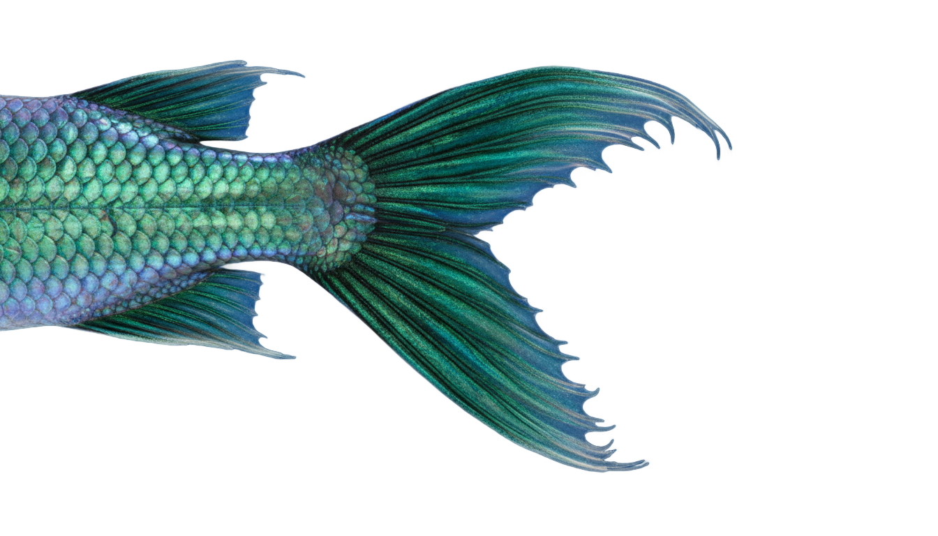 fish tail png PNG transparent background
