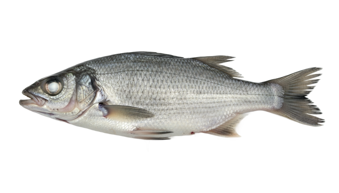 dead fish png PNG transparent background