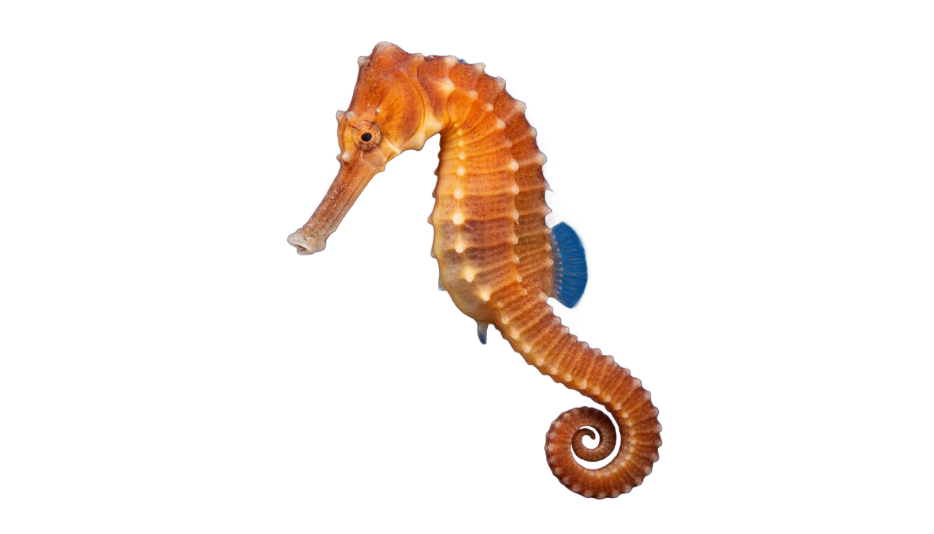 seahorse png PNG transparent background