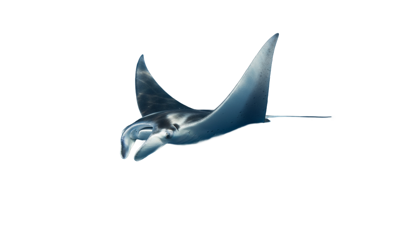 manta ray png PNG transparent background