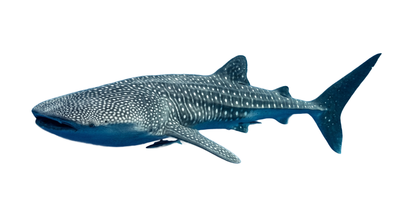 whale shark drawing png PNG transparent background