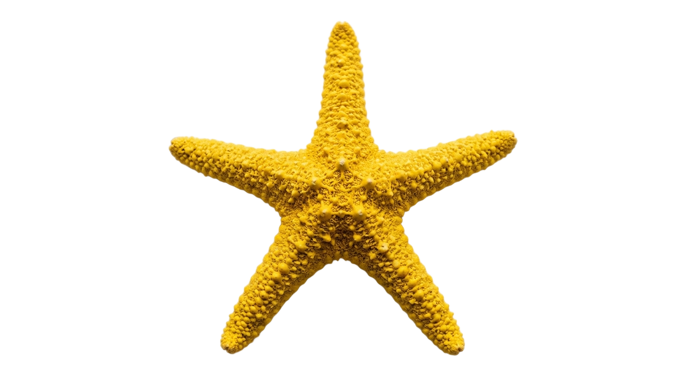 yellow starfish png PNG transparent background