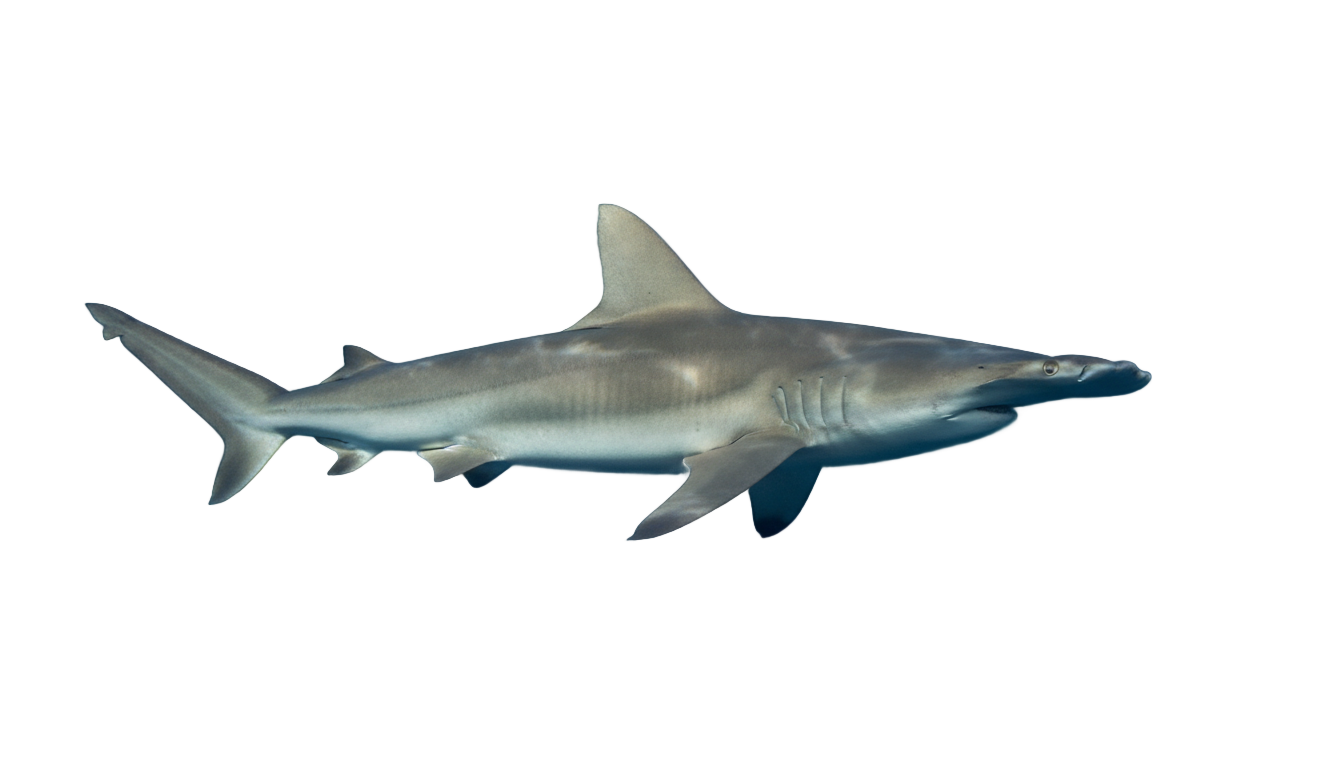 hammerhead shark png PNG transparent background