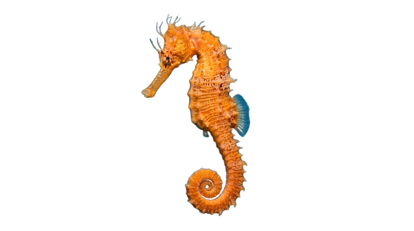 seahorse clipart png PNG transparent background
