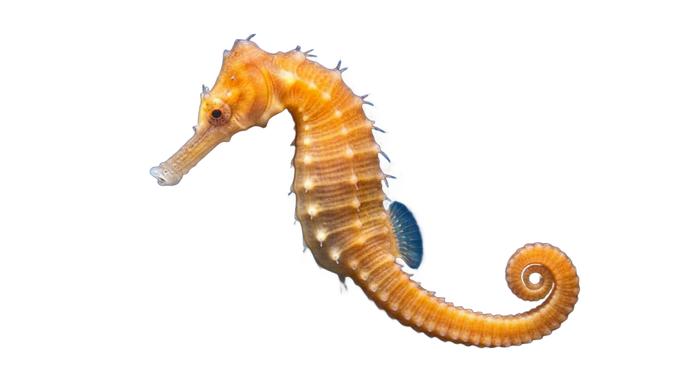 seahorse png PNG transparent background