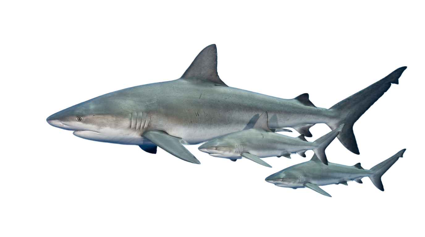 shark family png PNG transparent background