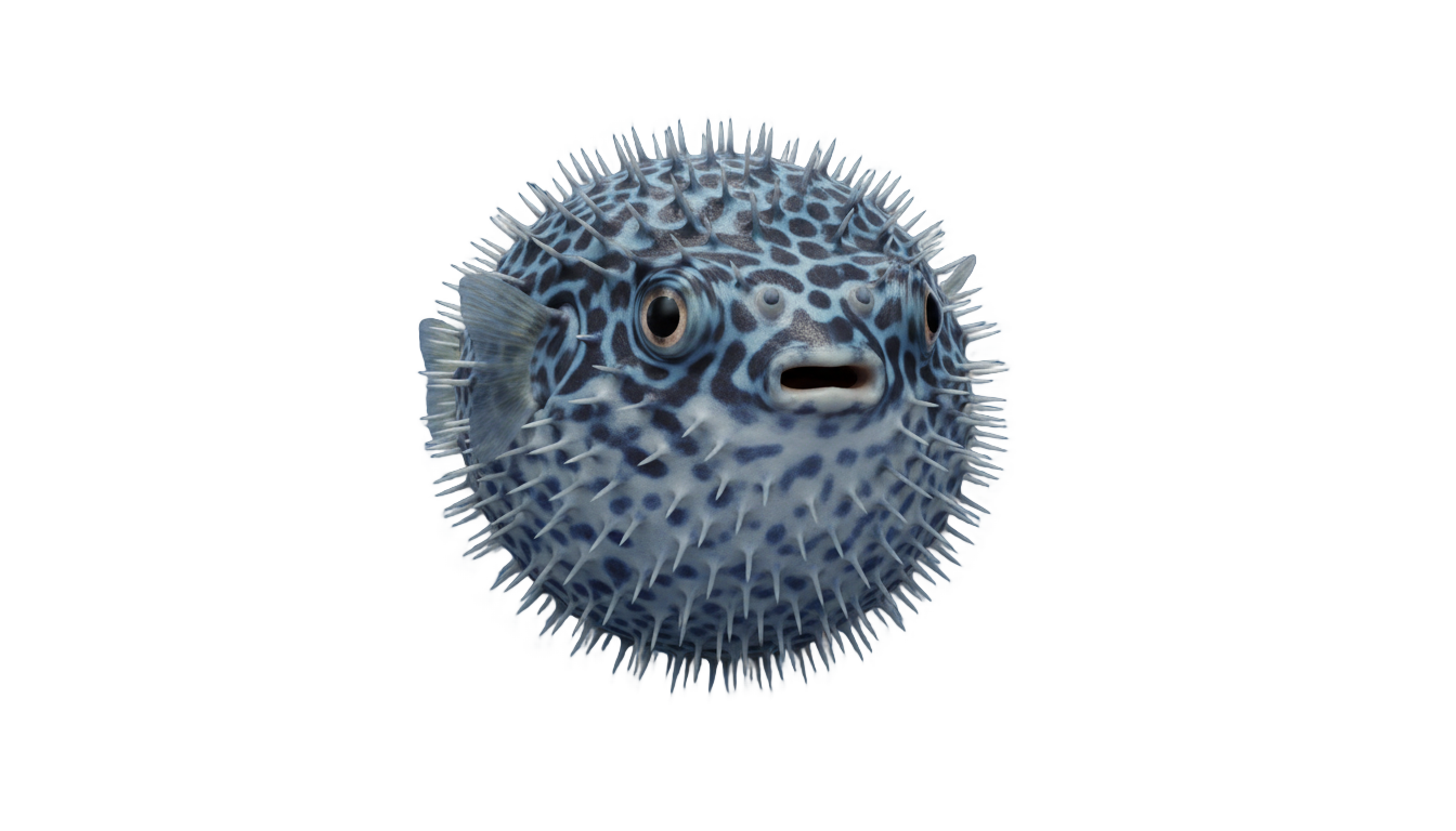 pufferfish png PNG transparent background