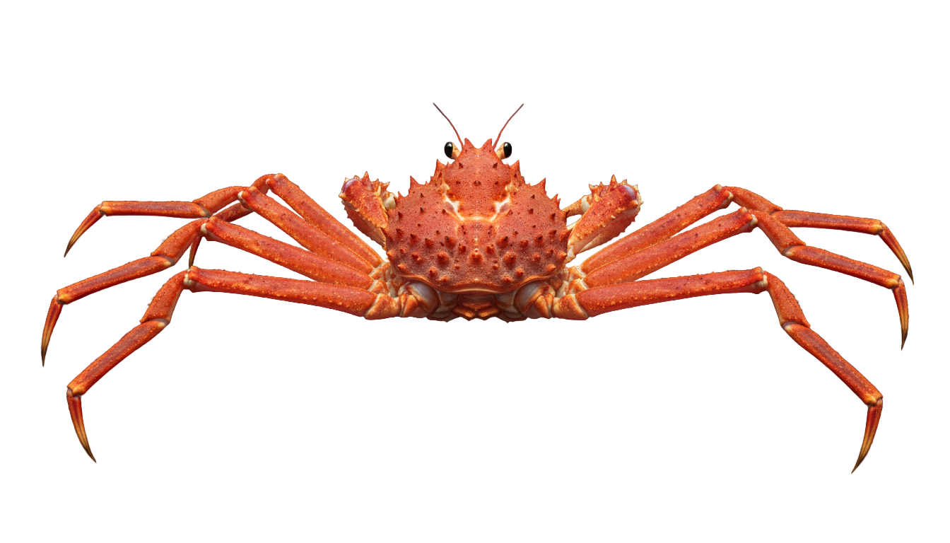 japanese spider crab png PNG transparent background