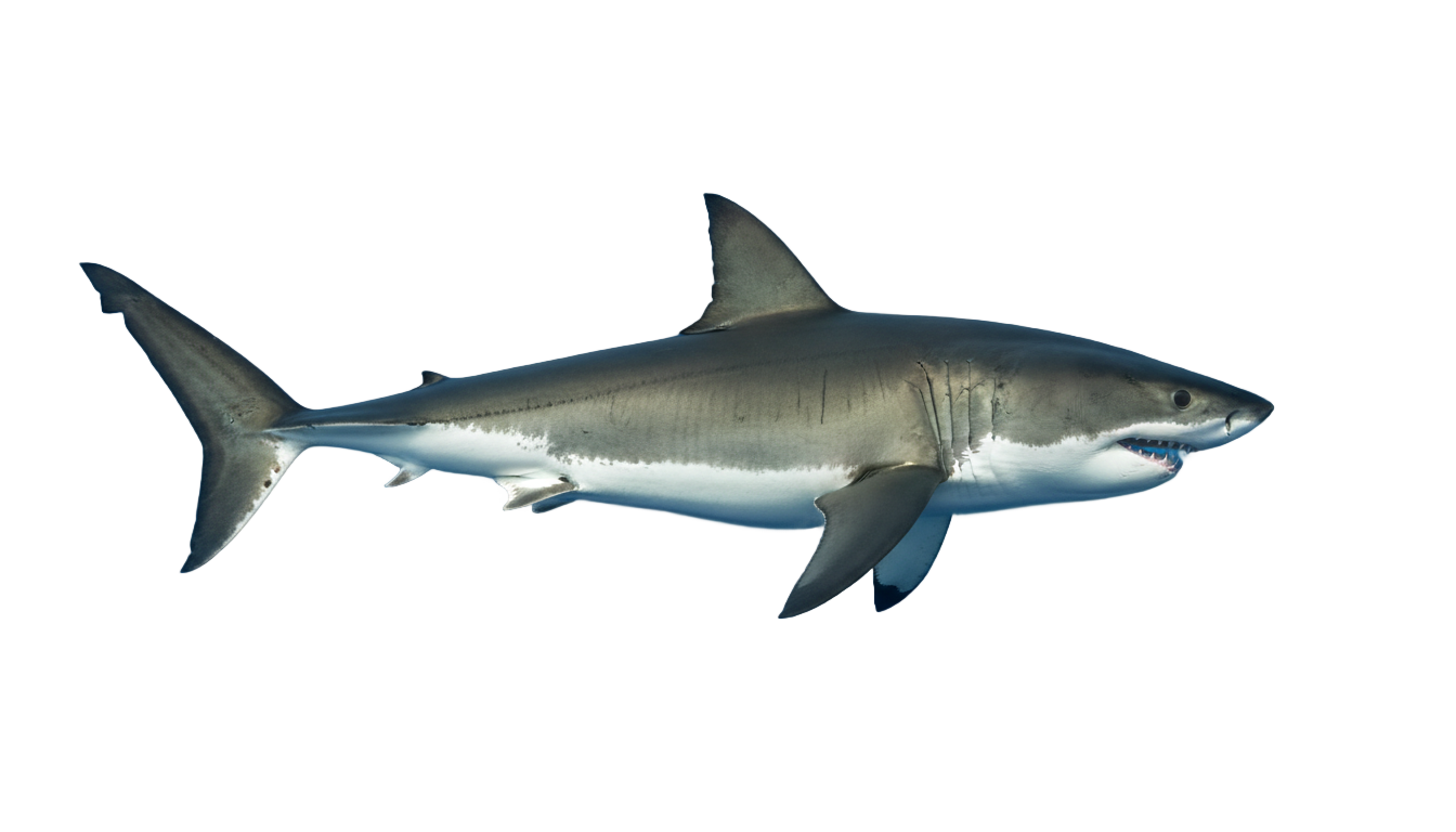 great white shark png PNG transparent background