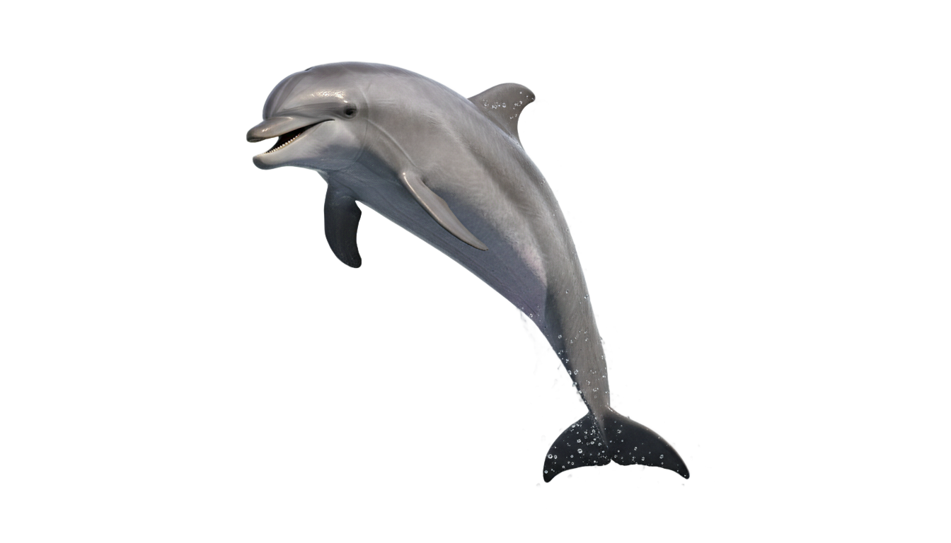dolphin jumping clipart png PNG transparent background
