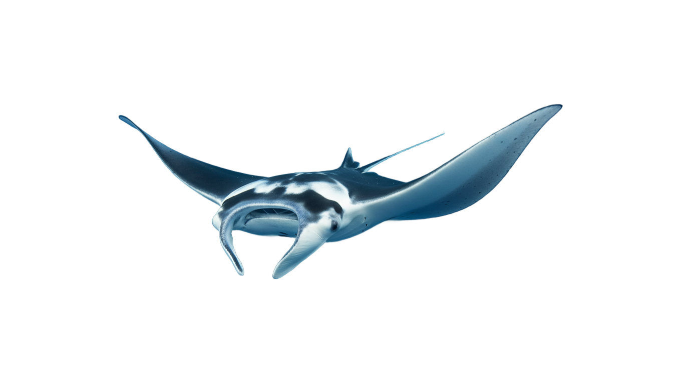manta ray png PNG transparent background