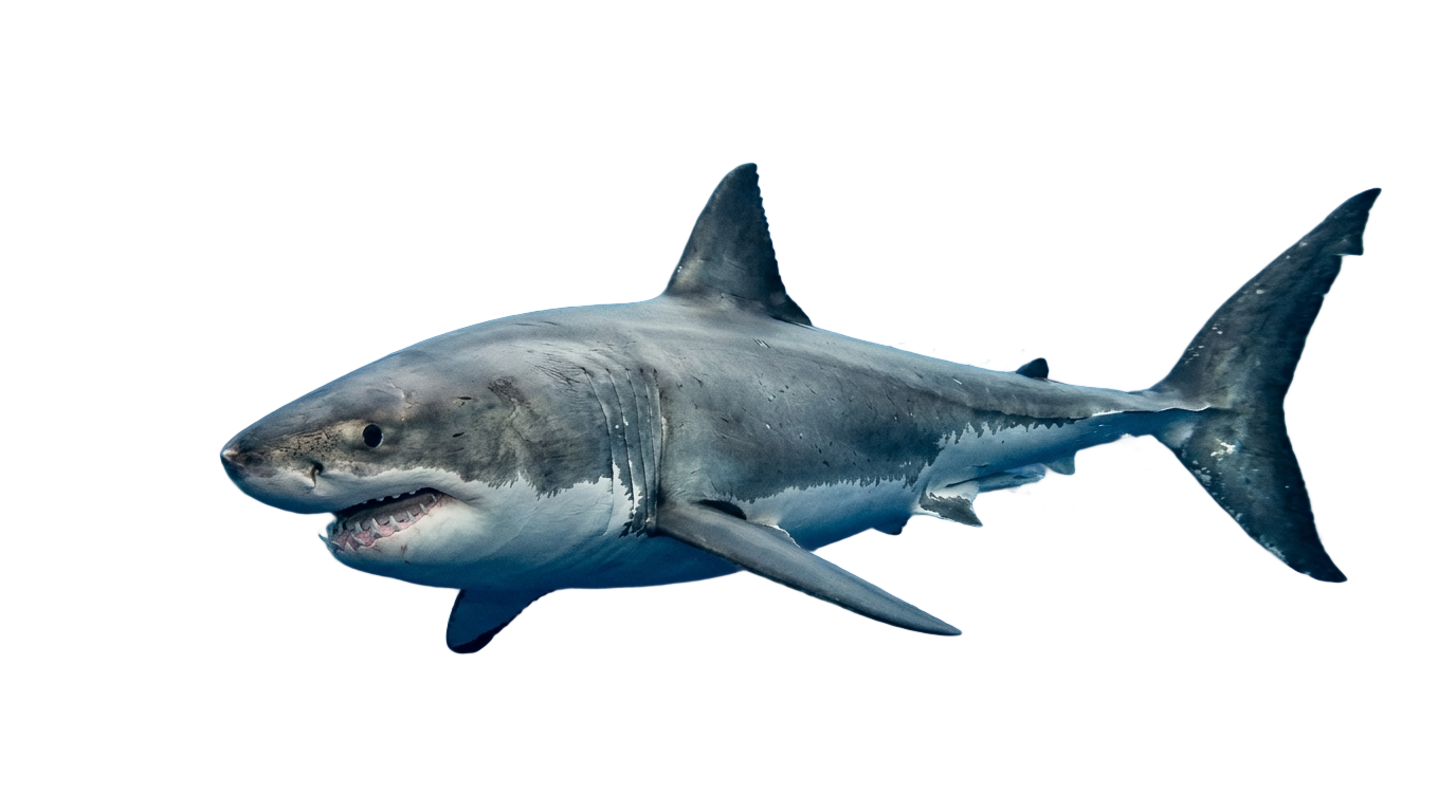 shark v4 png PNG transparent background