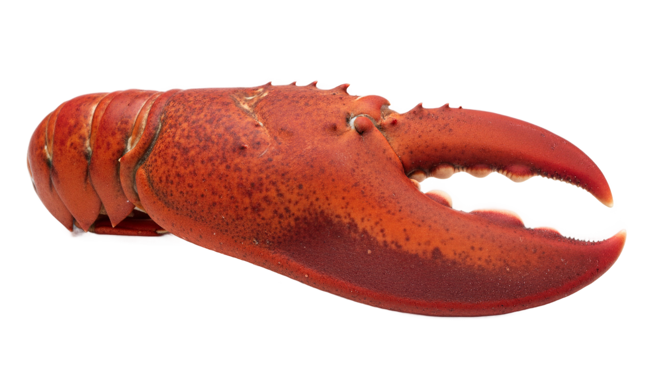lobster claw png PNG transparent background