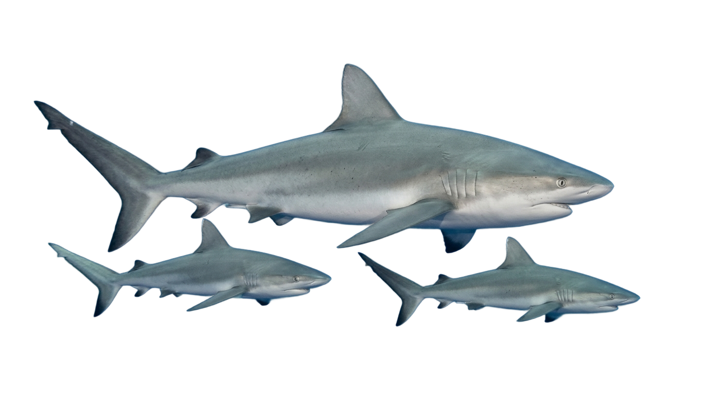 shark family png PNG transparent background