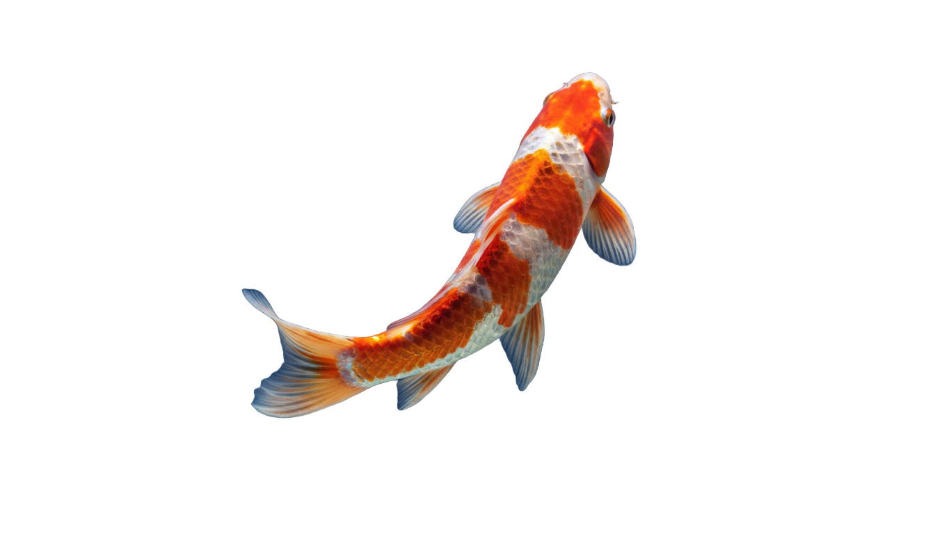 koi fish png PNG transparent background