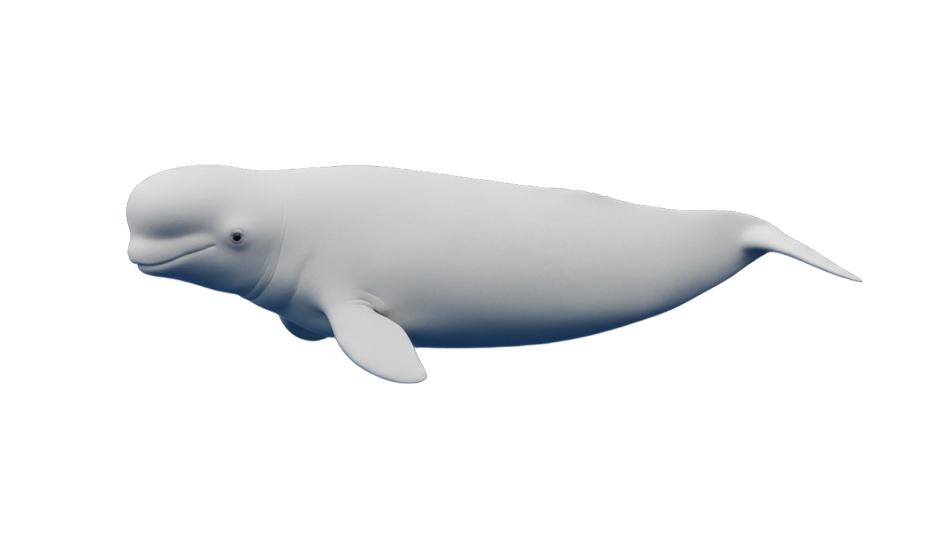 beluga whale png PNG transparent background