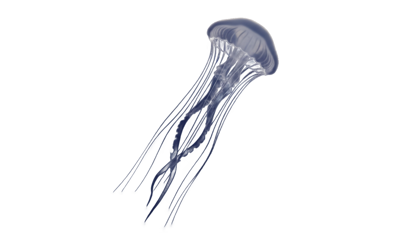 jellyfish silhouette png PNG transparent background