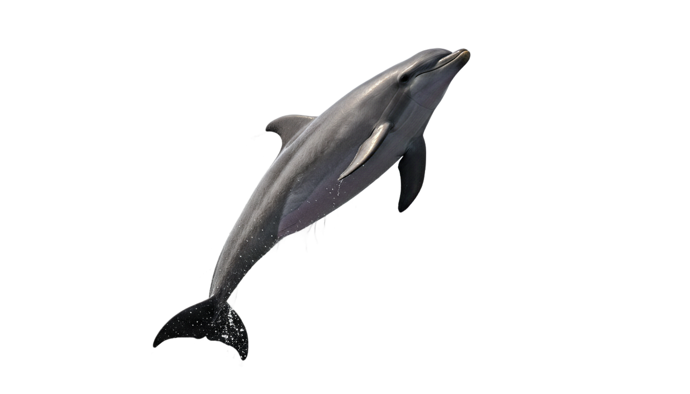 dolphin jumping png PNG transparent background
