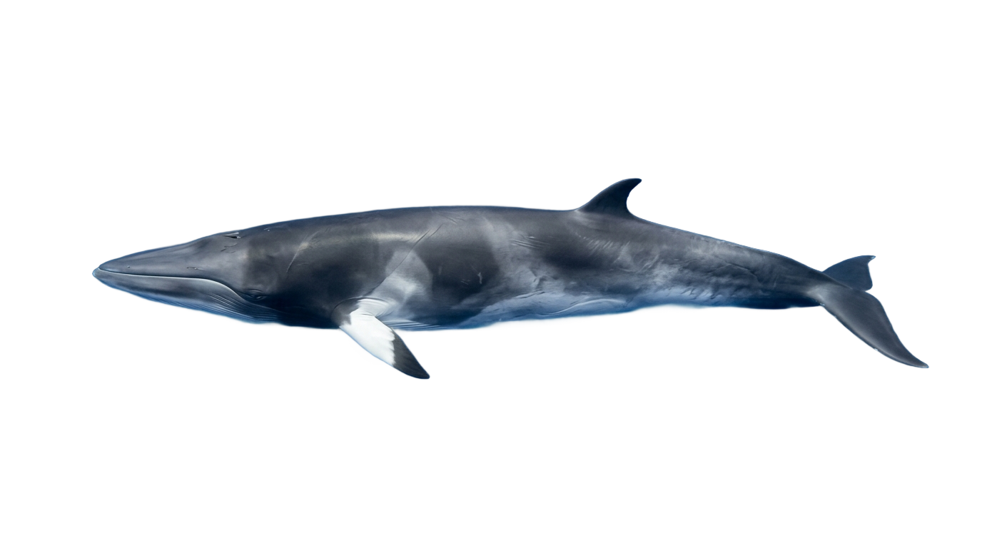minke whale png PNG transparent background