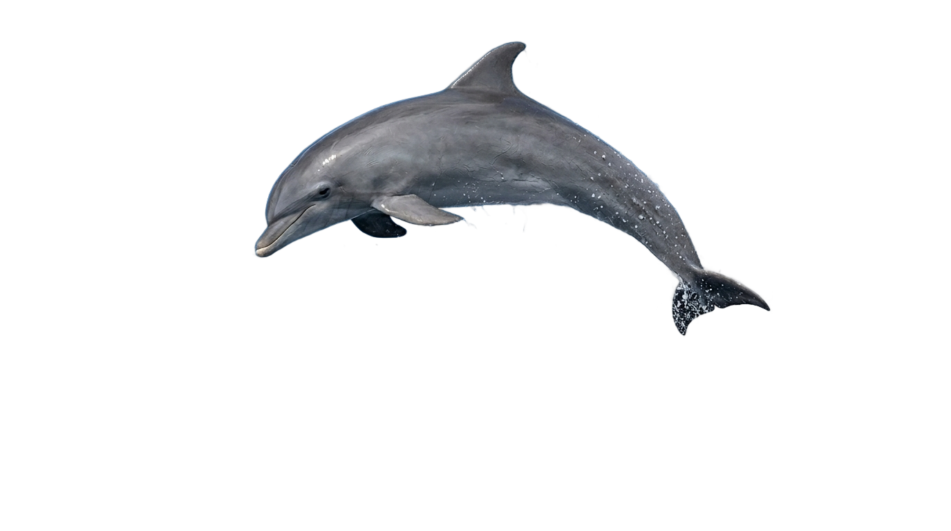 dolphin reef slot png PNG transparent background