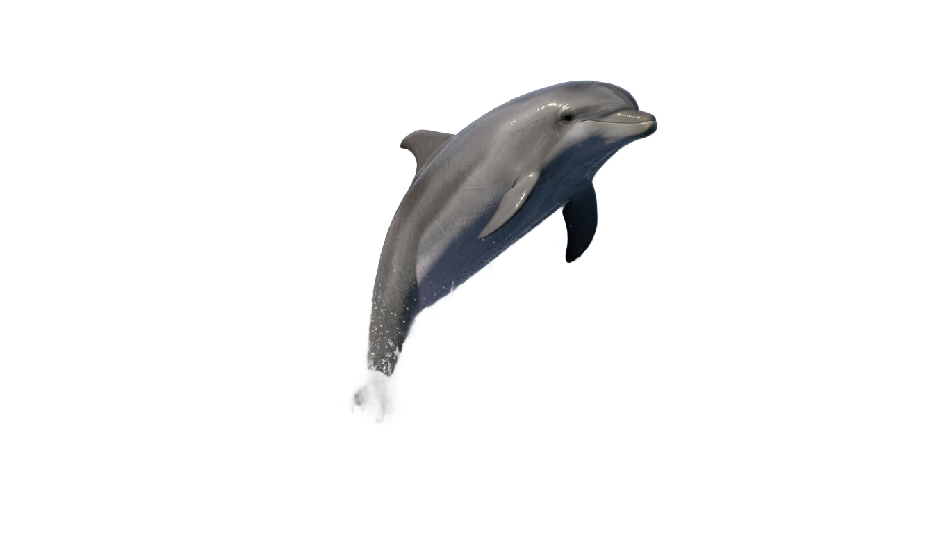 dolphin splash png PNG transparent background