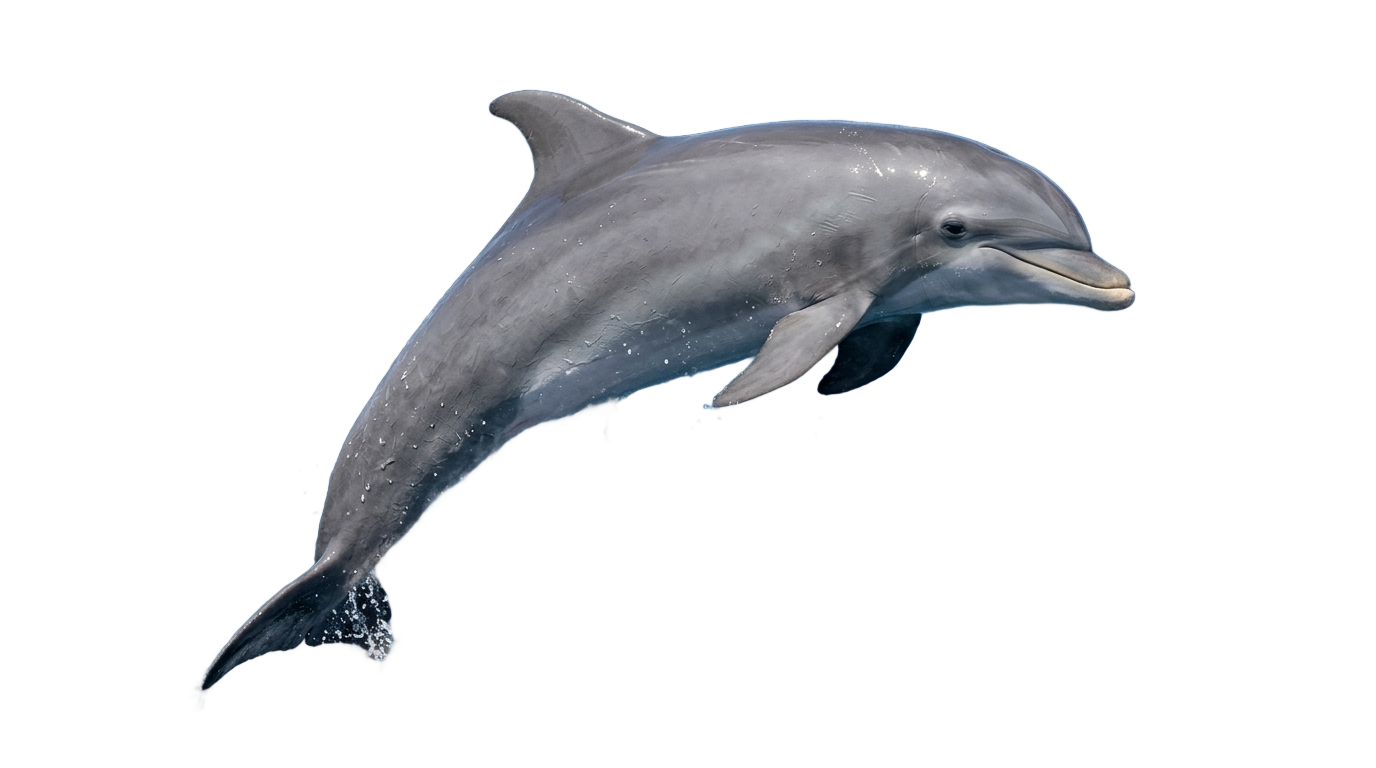 dolphin illustration png PNG transparent background
