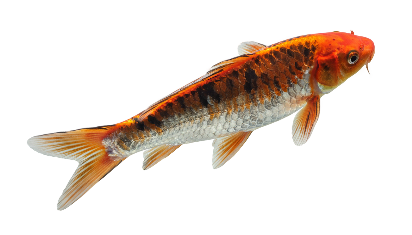 coy fish png PNG transparent background