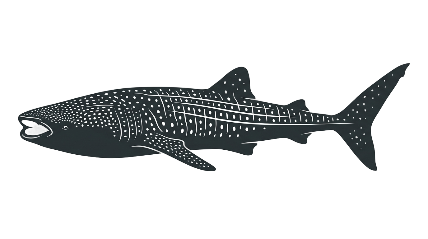 whale shark outline png PNG transparent background
