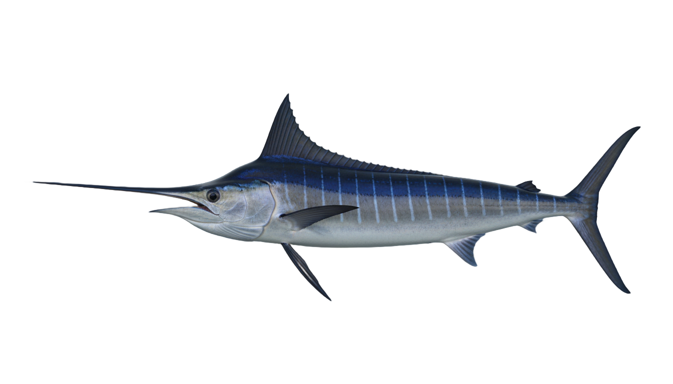 marlin fish png PNG transparent background