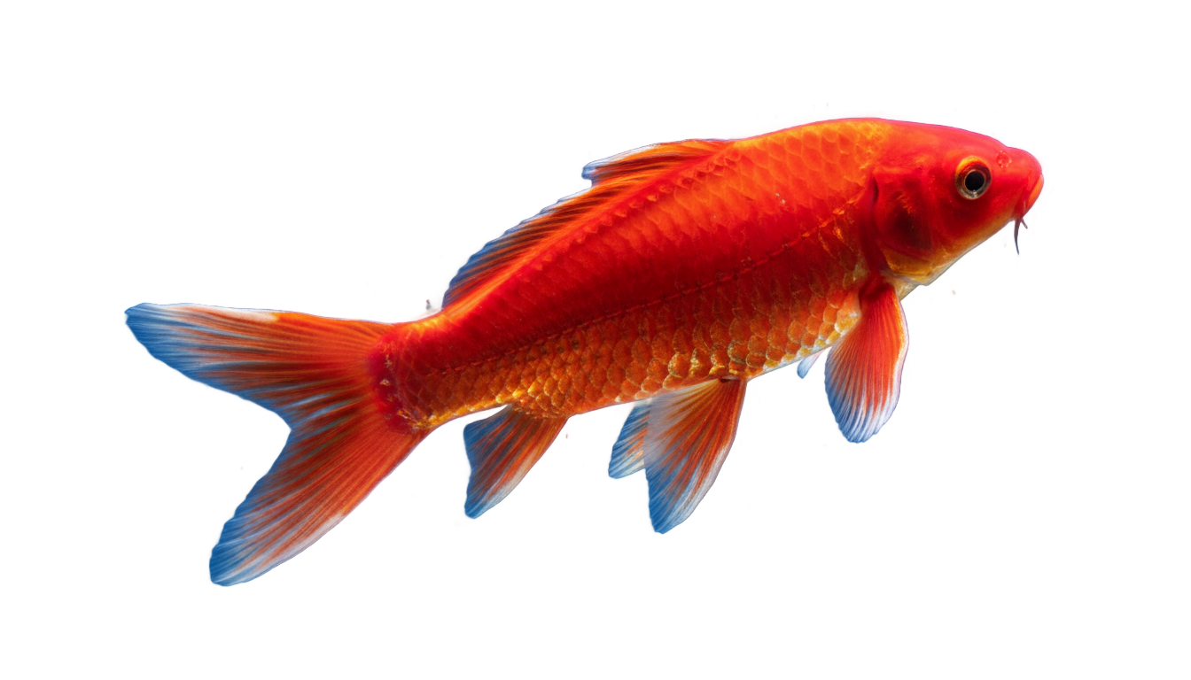 red fish png PNG transparent background