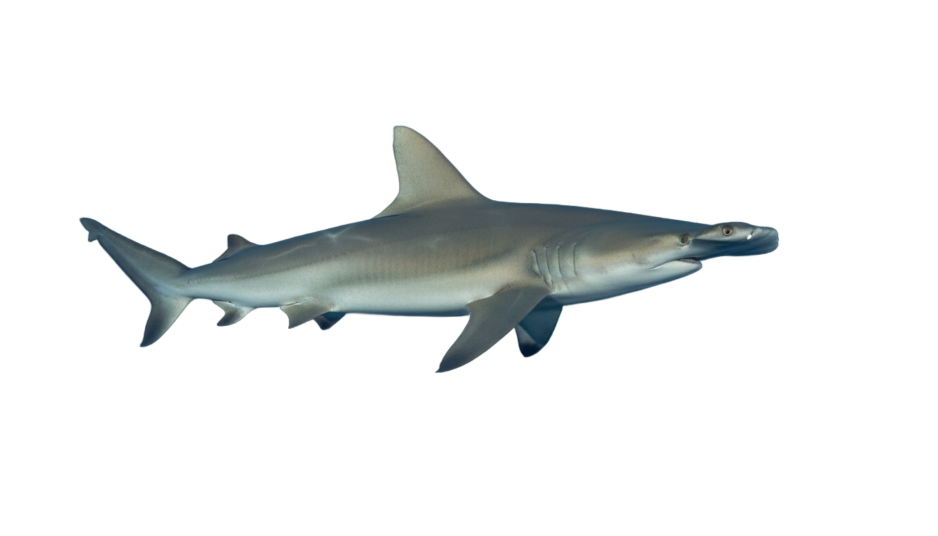 hammerhead shark png PNG transparent background