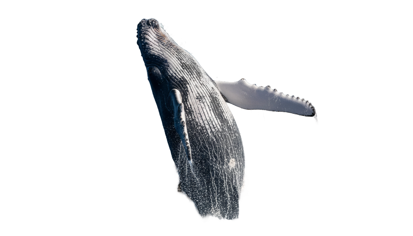 whale gif png PNG transparent background