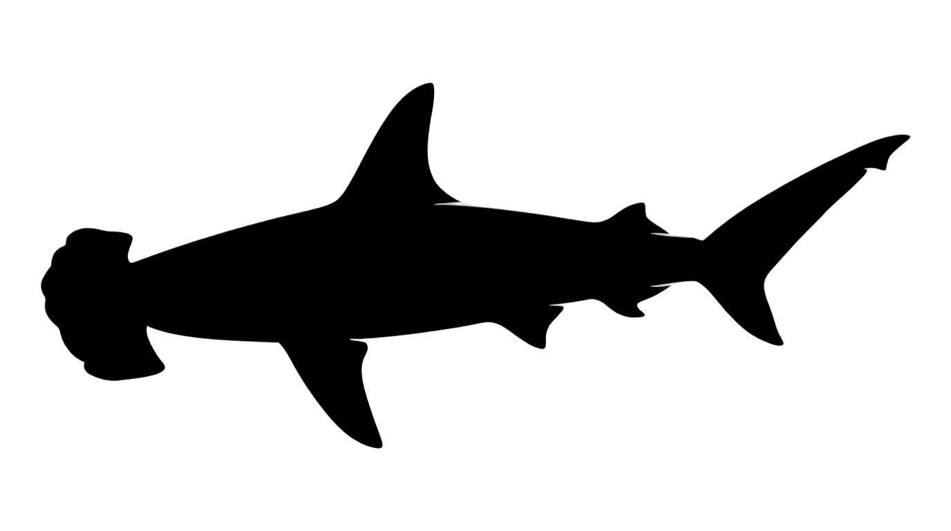 hammerhead shark silhouette png PNG transparent background