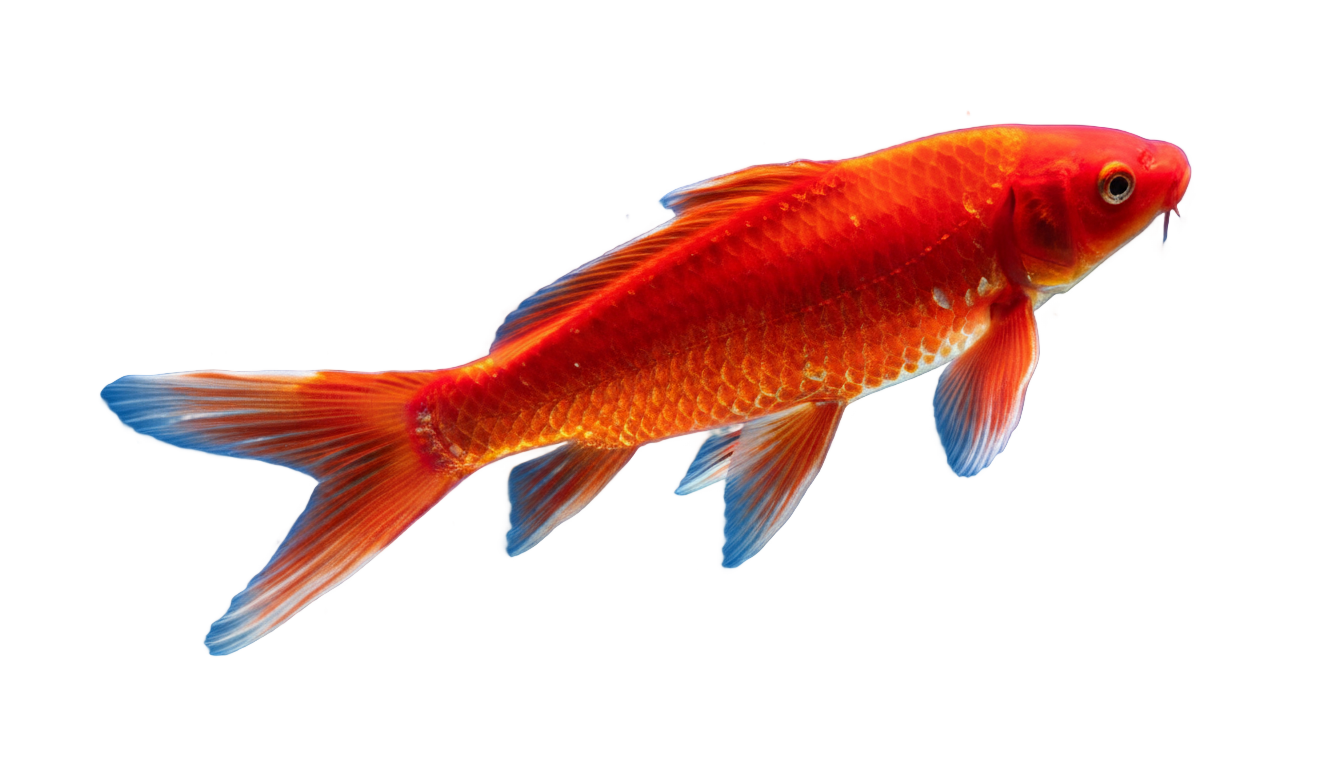 red fish png PNG transparent background