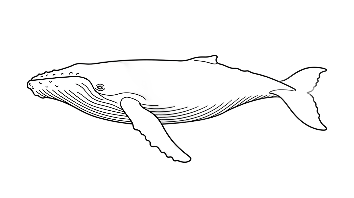 whale outline png PNG transparent background