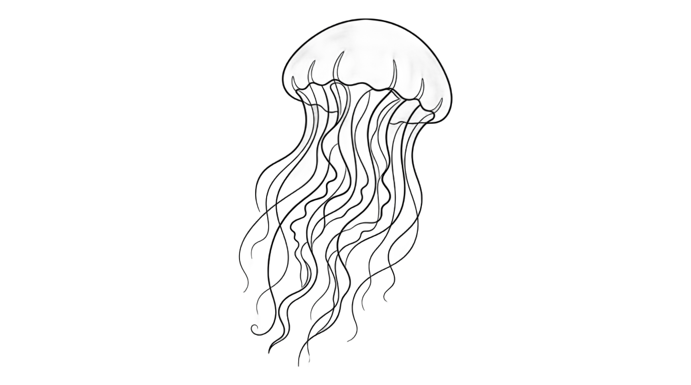 jellyfish outline png PNG transparent background