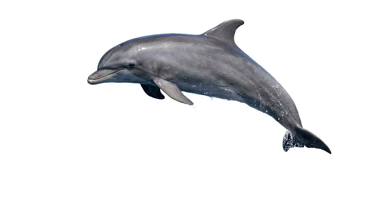 dolphin reef slot png PNG transparent background