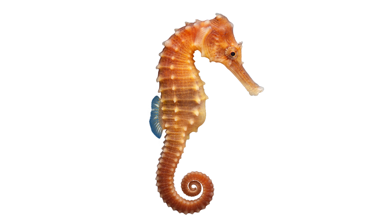 seahorse png PNG transparent background