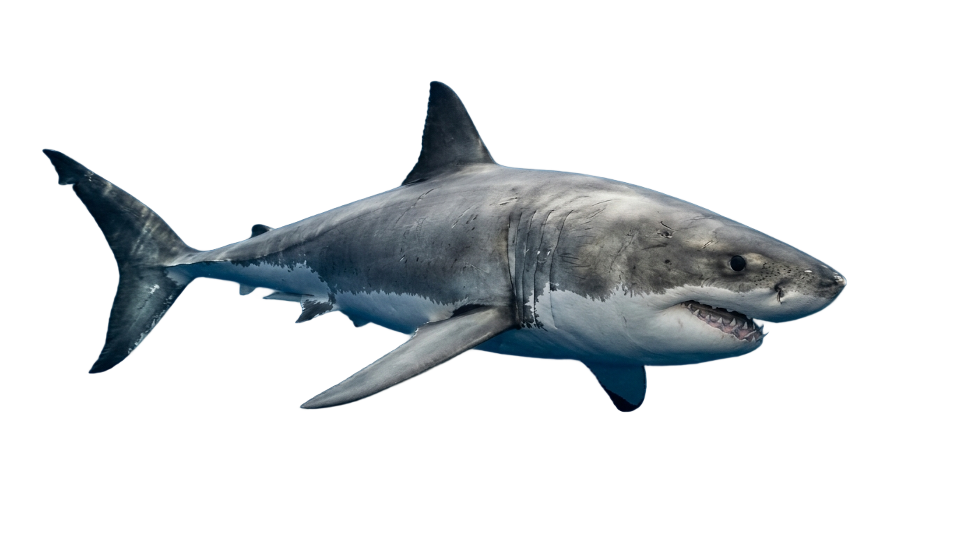 shark art png PNG transparent background