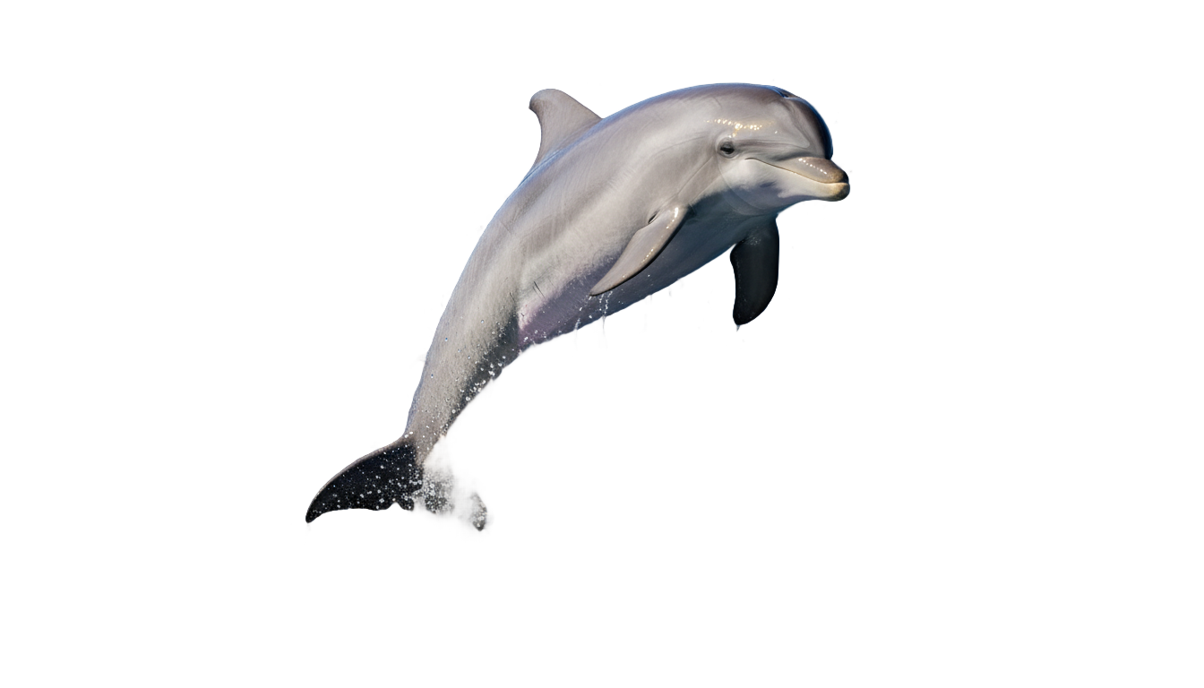 dolphin splash png PNG transparent background