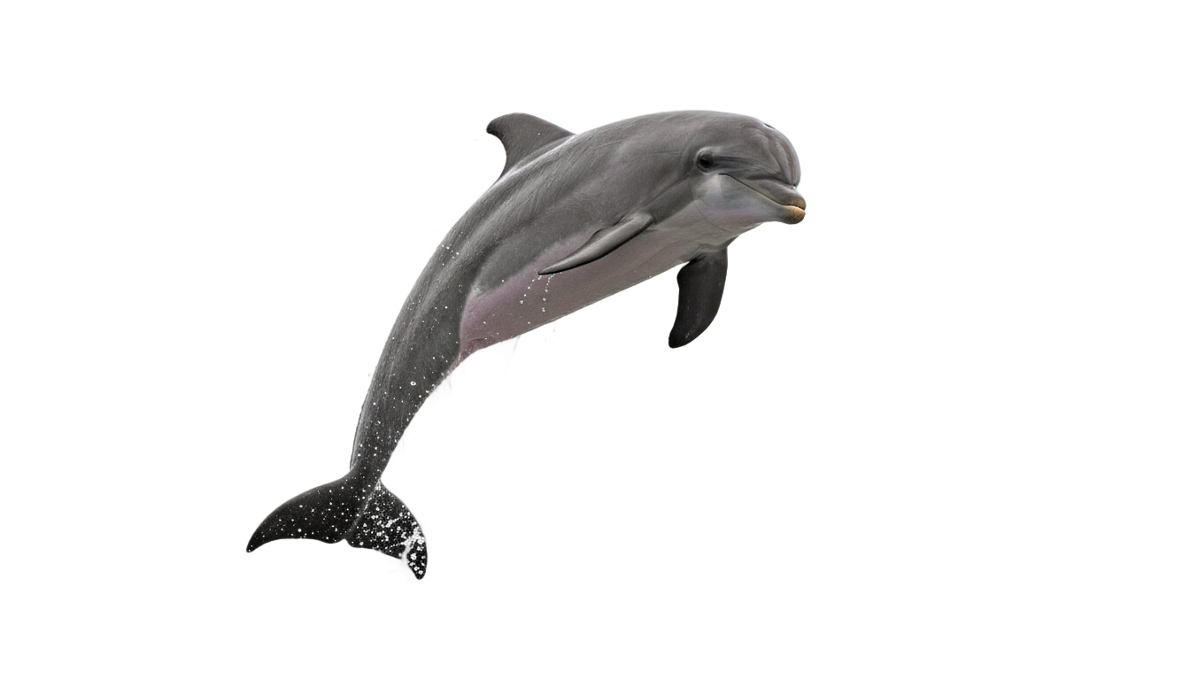 dolphin jumping clipart png PNG transparent background