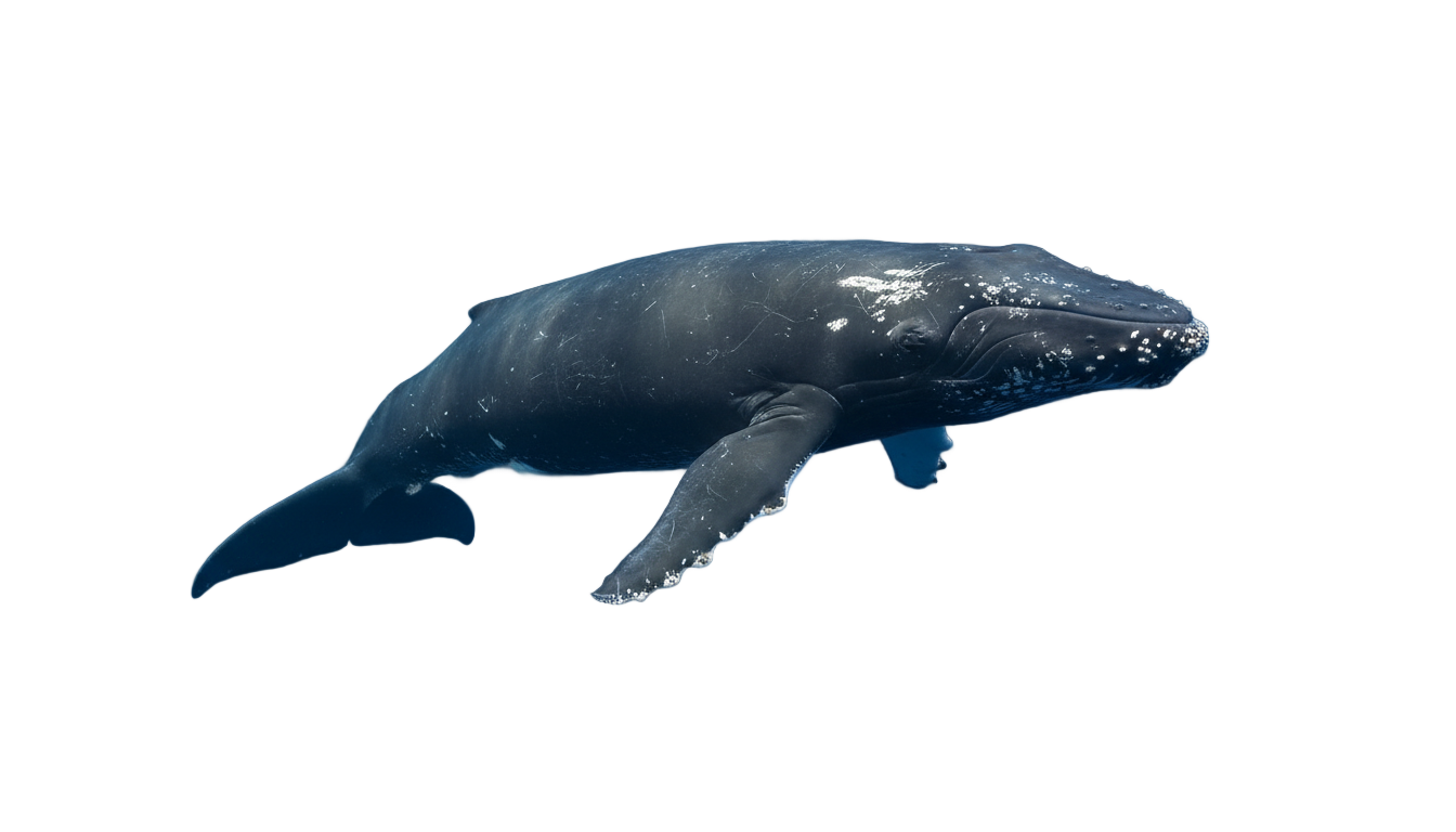 right whale png PNG transparent background