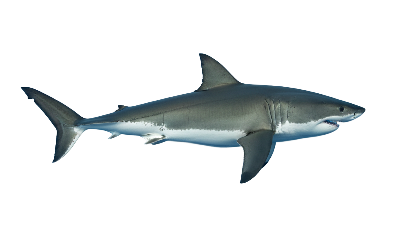 great white shark png PNG transparent background