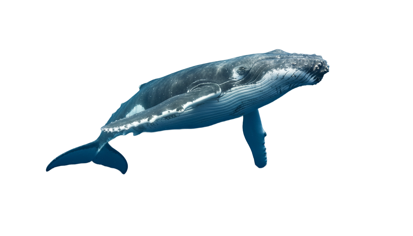 humpback whale png PNG transparent background