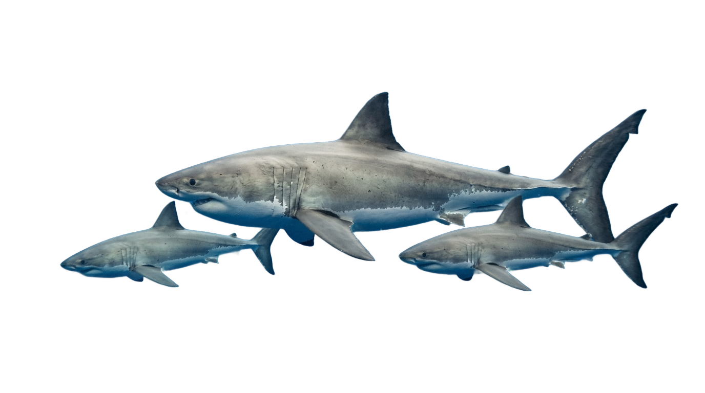 shark family png PNG transparent background